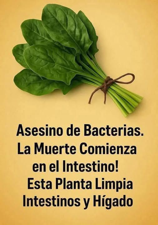Como hacer jugo verde para bajar 20 kilos