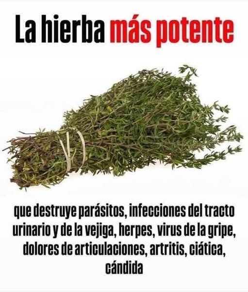 Si tienes esta planta en tu casa, tienes un tesoro y no lo sabias