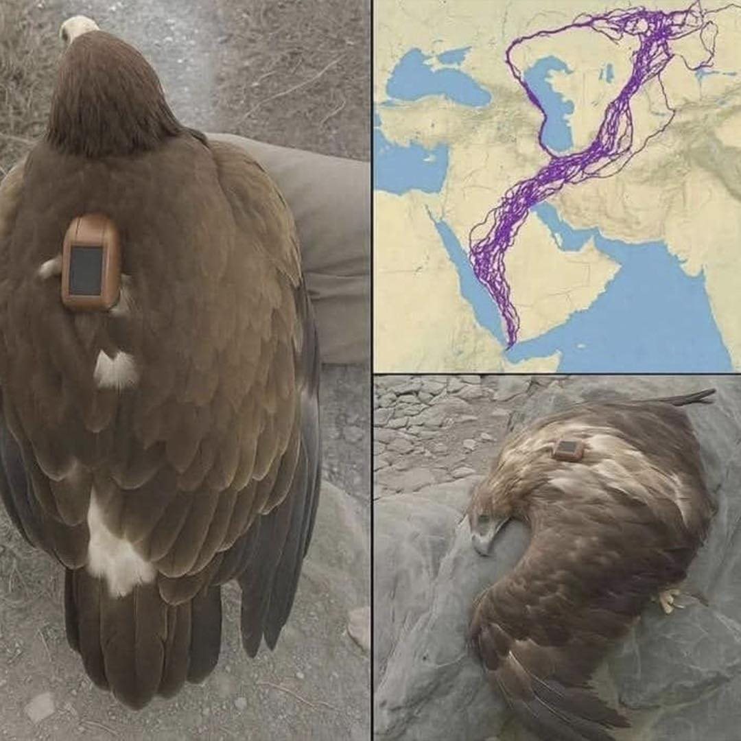 El Asombroso Viaje de un Águila: 20 Años de Migración