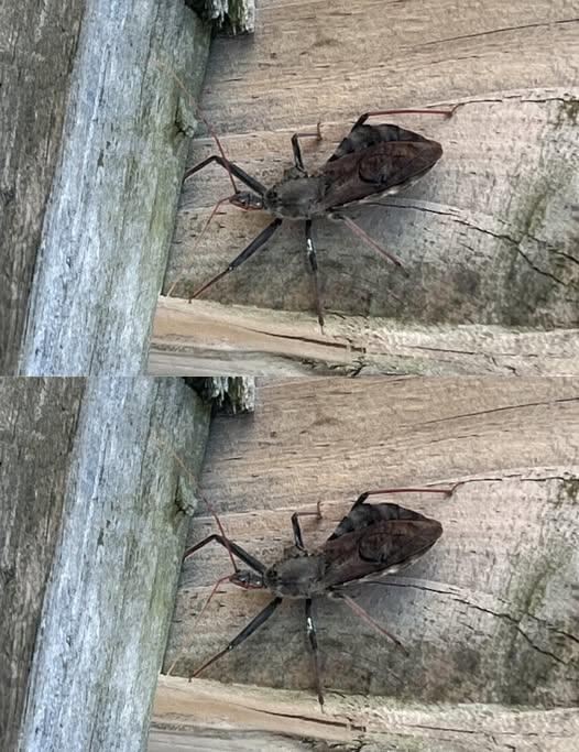 Qué Hacer Si Te Muerde un Insecto Asesino