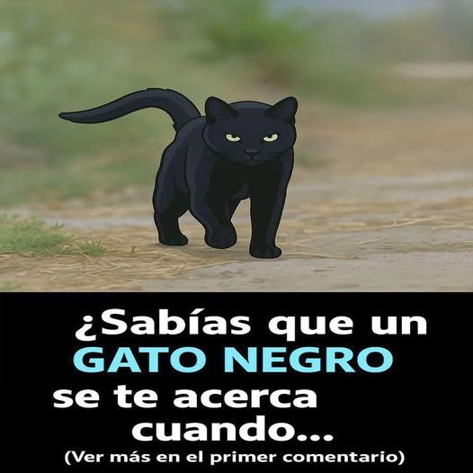 ¿Qué significa realmente cuando un gato negro se te acerca?