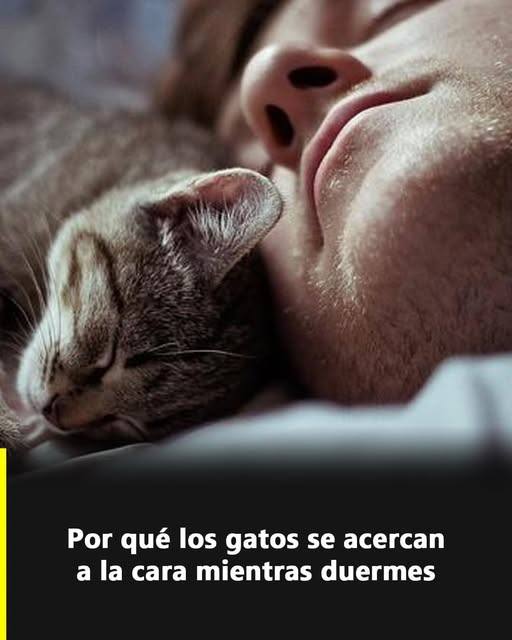 Por qué los gatos se acercan a tu cara cuando duermes: lo que dice la ciencia y el comportamiento felino