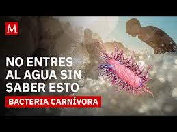 Vibrio vulnificus: la bacteria marina que preocupa a los especialistas