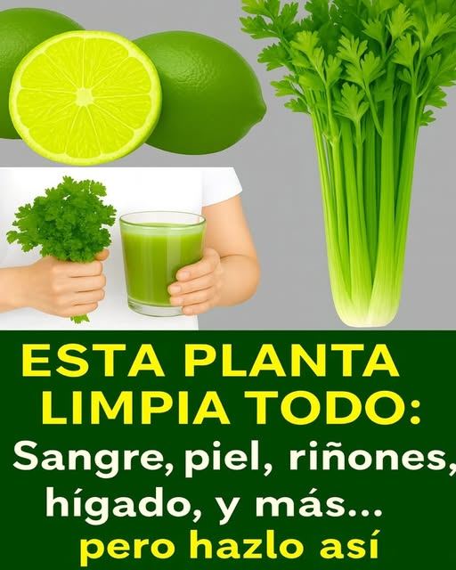 Estos son los beneficios que el jugo de apio te brinda