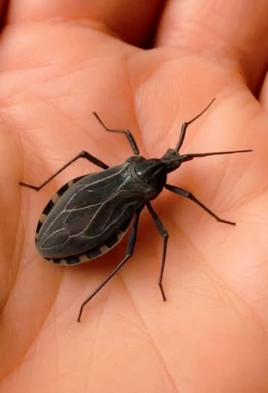Si notas este insecto en tu casa, llama inmediatamente a servicios profesionales