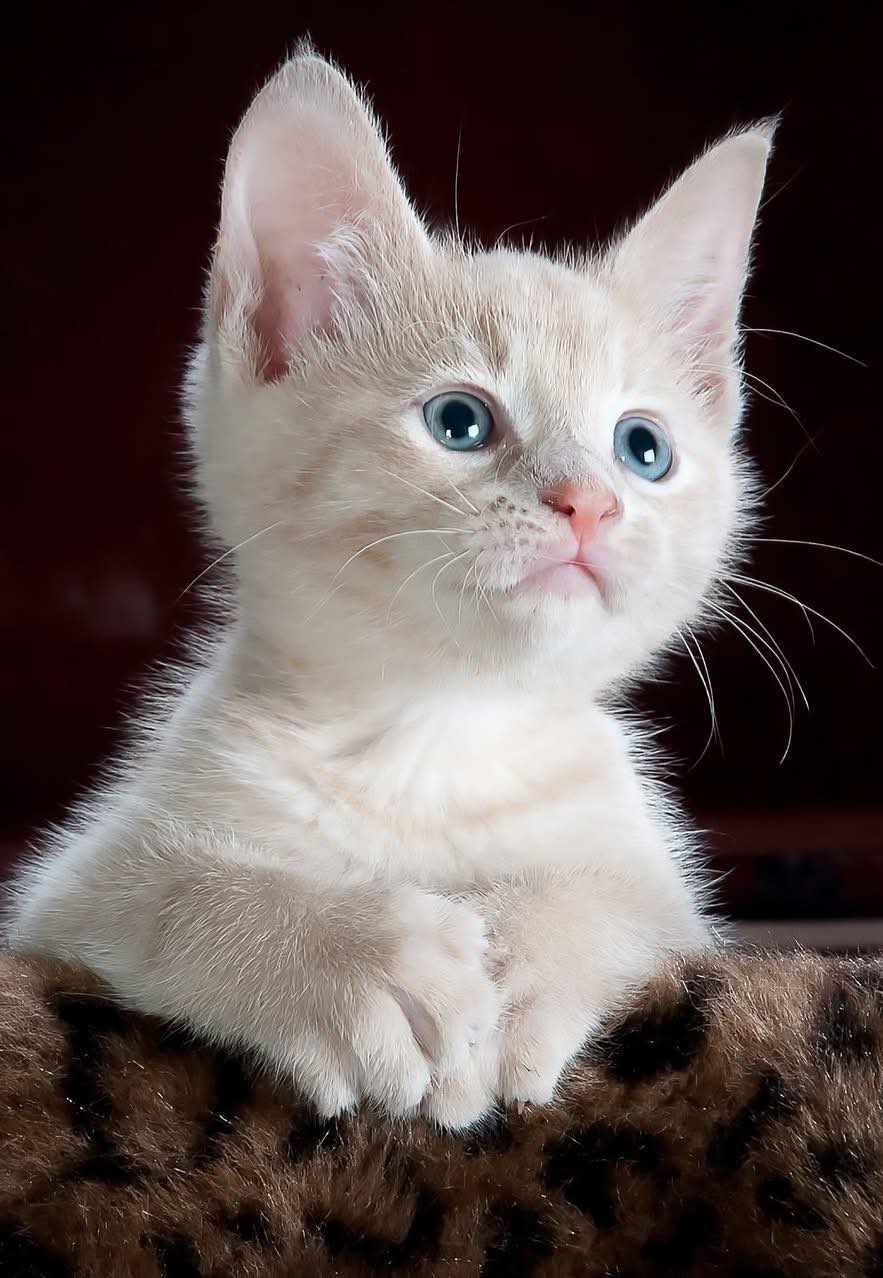 Por esto un gato se va de la casa y no regresa: 7 razones comunes
