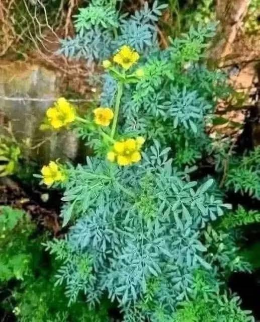 La magia de la ruda: la planta que debes tener en casa.
