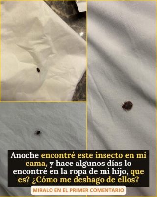 Pequeñas pero peligrosas: todo lo que debes saber sobre las garrapatas y cómo protegerte