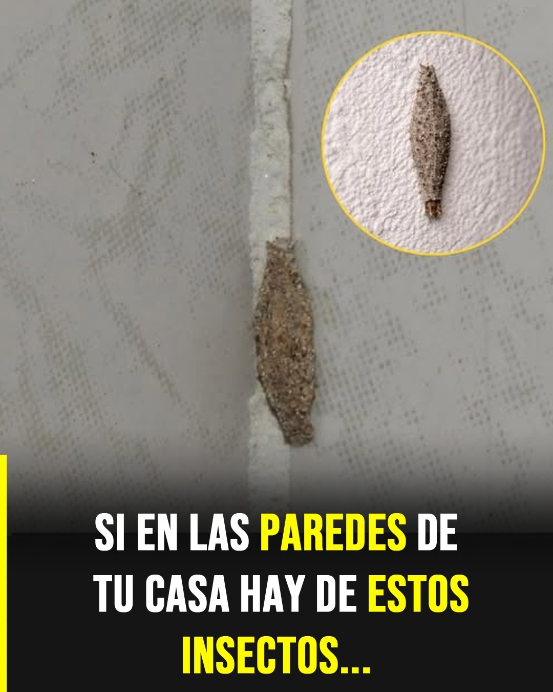 El insecto silencioso que aparece en paredes y techos y despierta curiosidad en el hogar