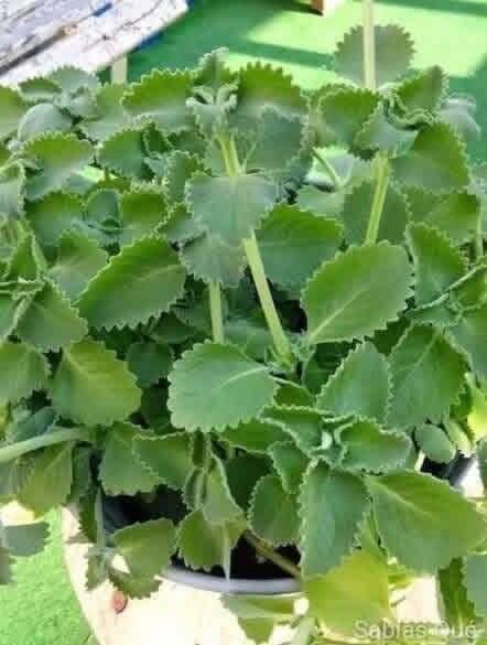 Si tienes esta planta en tu casa, tienes un tesoro y no lo sabias