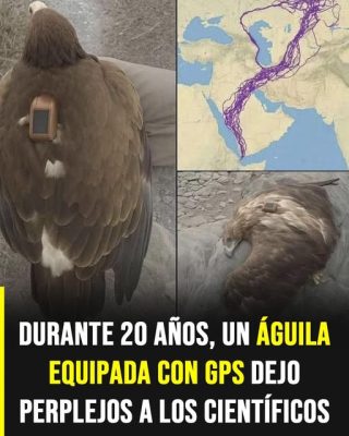 El increíble viaje de un águila que voló durante 20 años y sorprendió a la ciencia