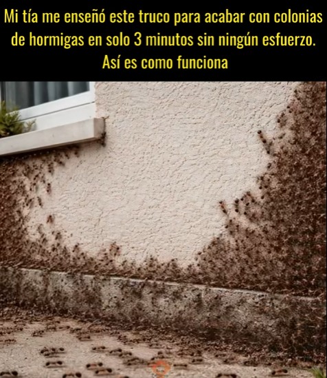 Cómo terminar con las colonias de hormigas en solo 3 minutos con este truco
