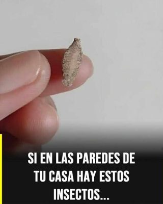 El insecto silencioso que aparece en paredes y techos y despierta curiosidad en el hogar