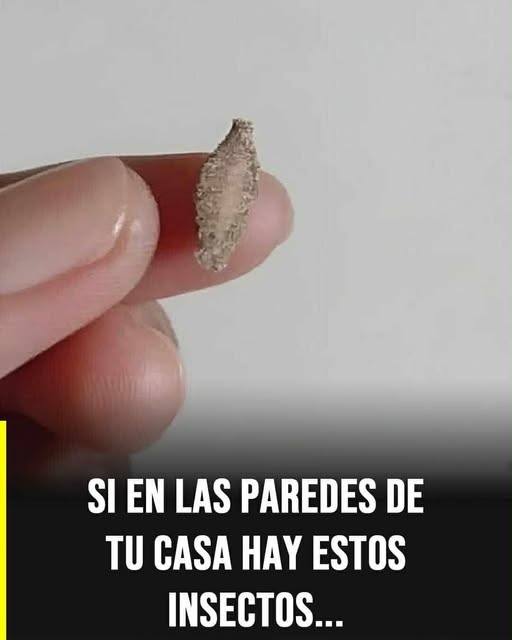 El insecto silencioso que aparece en paredes y techos y despierta curiosidad en el hogar