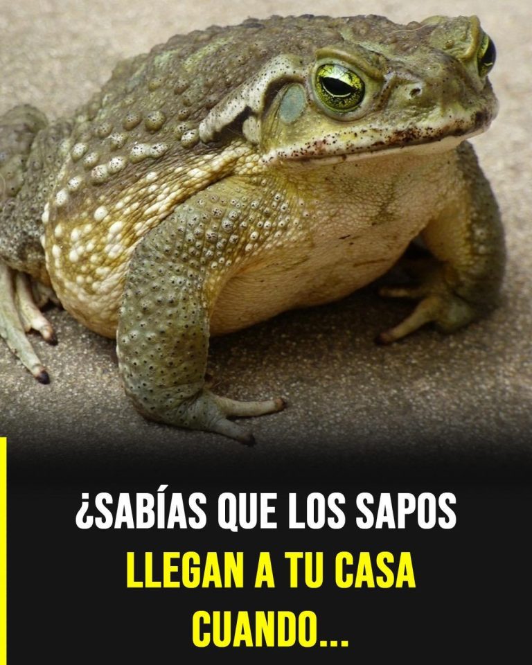 Por qué aparece un sapo en tu casa y qué puede estar indicando su presencia
