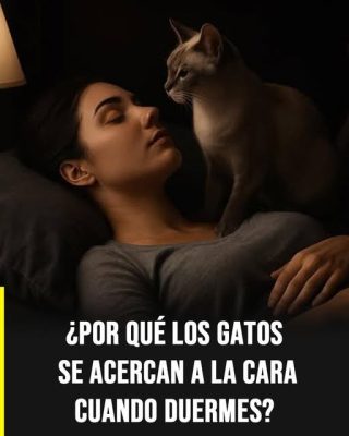 Por qué los gatos se acercan a tu cara mientras duermes y qué revela su comportamiento
