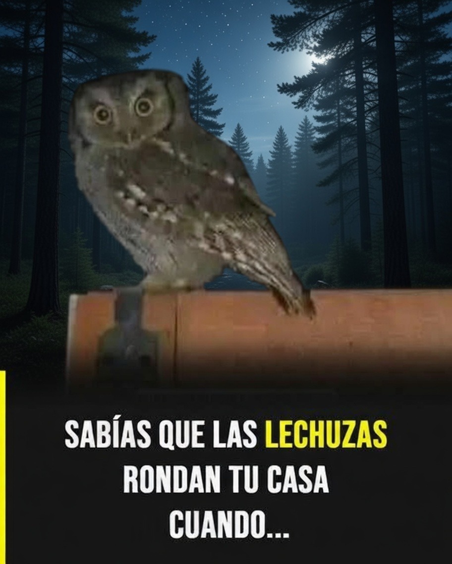 El significado espiritual de las lechuzas y su simbolismo de sabiduría y protección