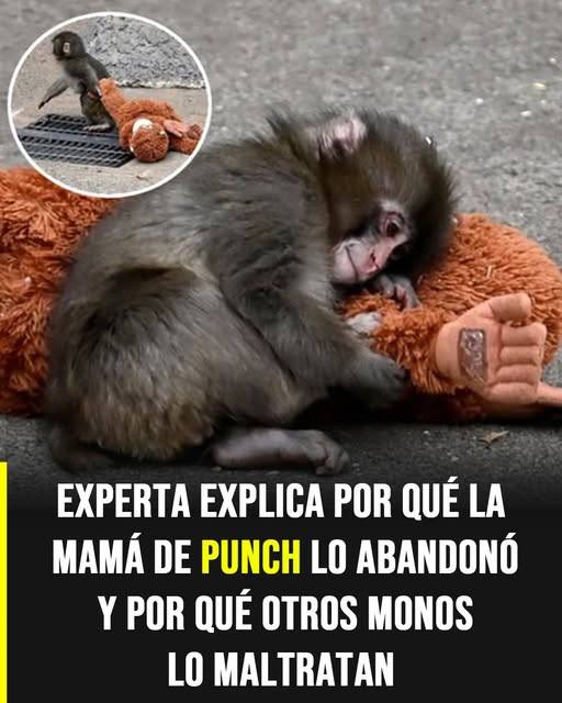 La historia de Punch: expertos explican por qué fue rechazado por su madre y cómo se comportan otros monos con él