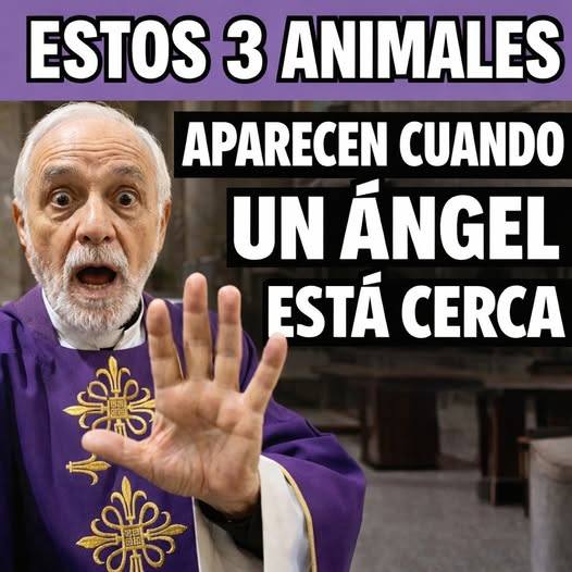 Si ves estos 3 animales, algunas personas lo interpretan como una señal espiritual — lo que muchos creen que significa.