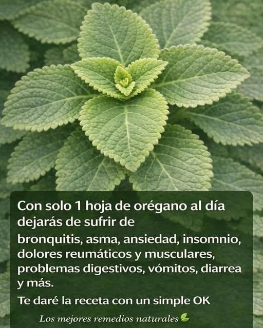 Remedio a base de orégano para tratar enfermedades respiratorias