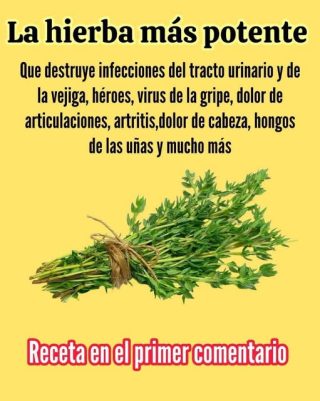 Elimina hongos y bacterias con estas hojas: remedios naturales que pueden ayudar contra la candidiasis