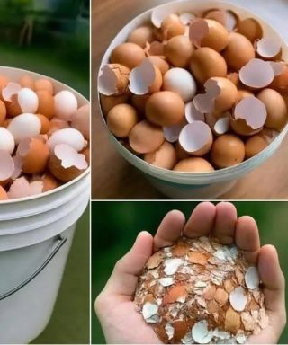 Después de ver esto no vuelvo a tirar las cáscaras de huevo a la basura