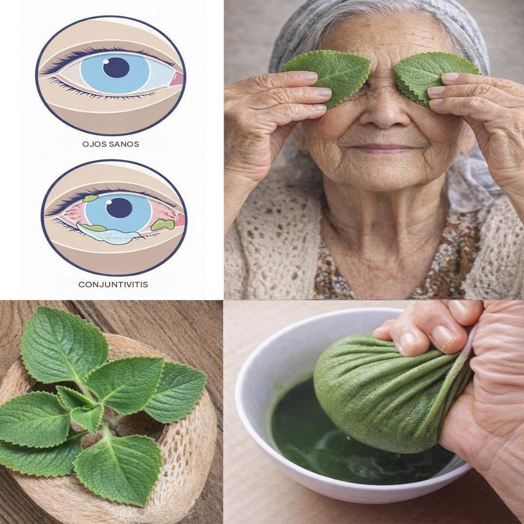 La planta que cobra protagonismo por favorecer la salud ocular