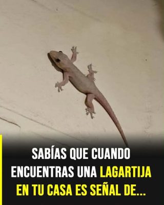 Qué significa que una lagartija entre a tu casa: simbolismo y creencias populares