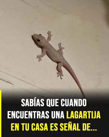 Qué significa que una lagartija entre a tu casa: simbolismo y creencias populares