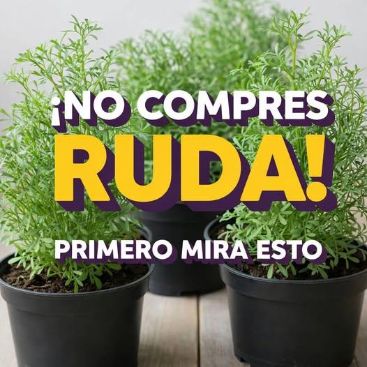Usos tradicionales de la ruda y lo que se conoce actualmente sobre sus propiedades.