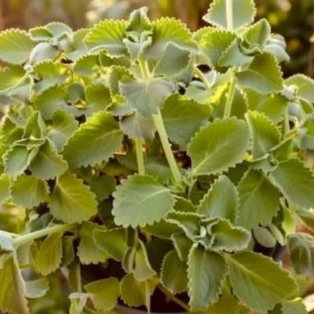 Té de oregano para todo! – ¿para qué sirve?