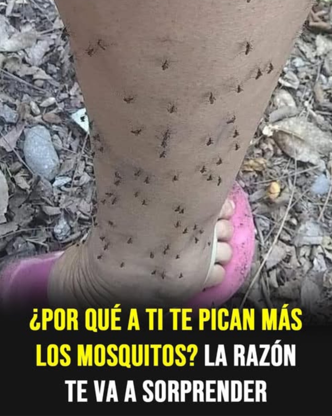Por qué los mosquitos te eligen siempre: la explicación científica que pocos conocen