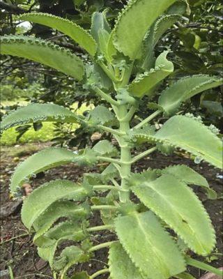 La planta Kalanchoe: La mayoría no tiene idea cuál es el nombre y beneficios