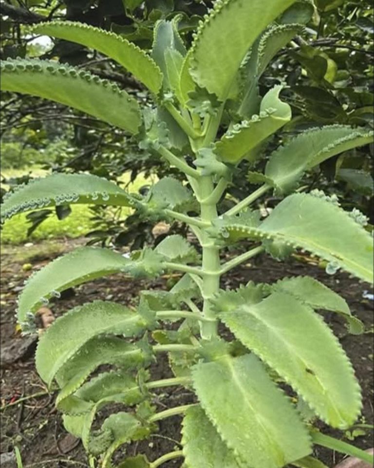 La planta Kalanchoe: La mayoría no tiene idea cuál es el nombre y beneficios