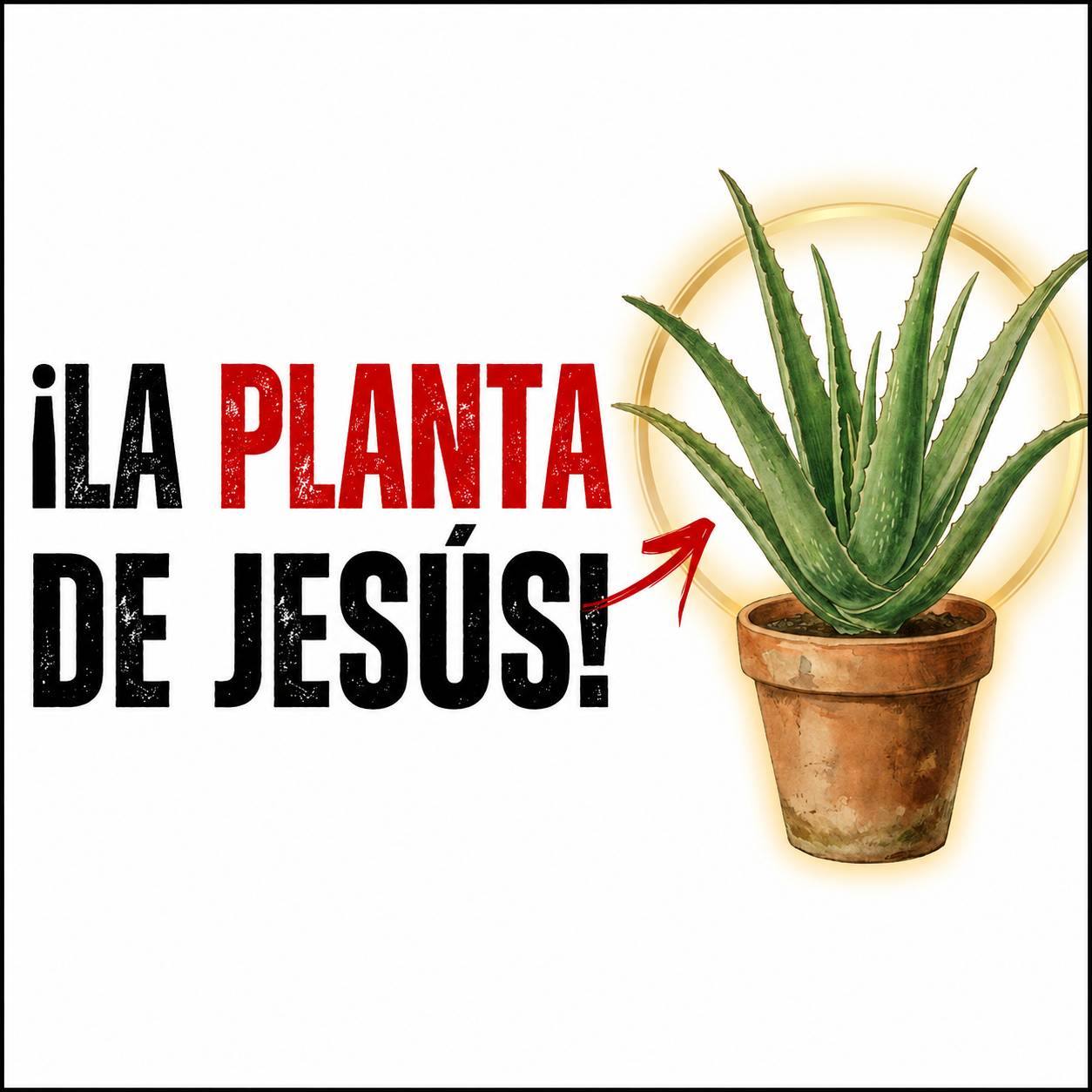 10 plantas mencionadas en la Biblia y el significado especial que muchas personas les atribuyen en el hogar.