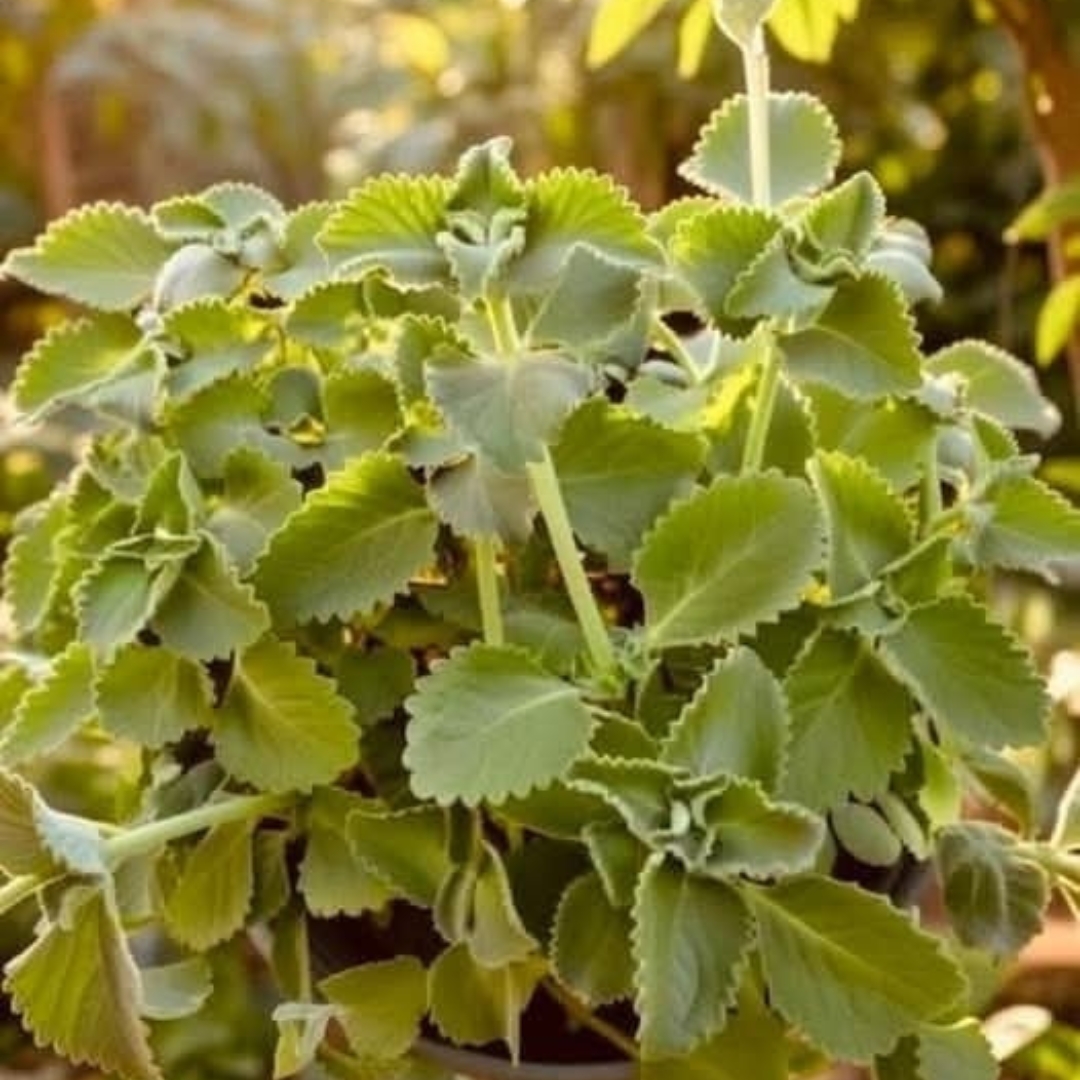 Té de oregano para todo! – ¿para qué sirve?