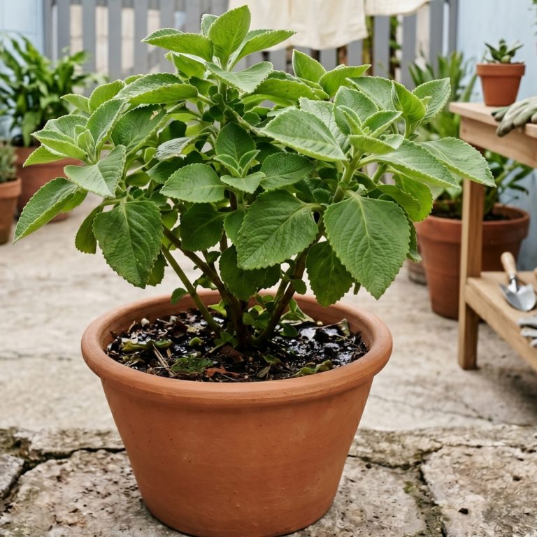 Té de oregano para todo! – ¿para qué sirve?