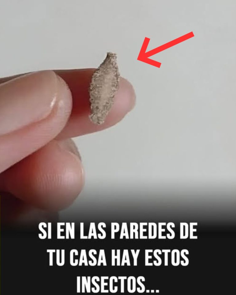El curioso insecto que aparece en paredes y techos del hogar