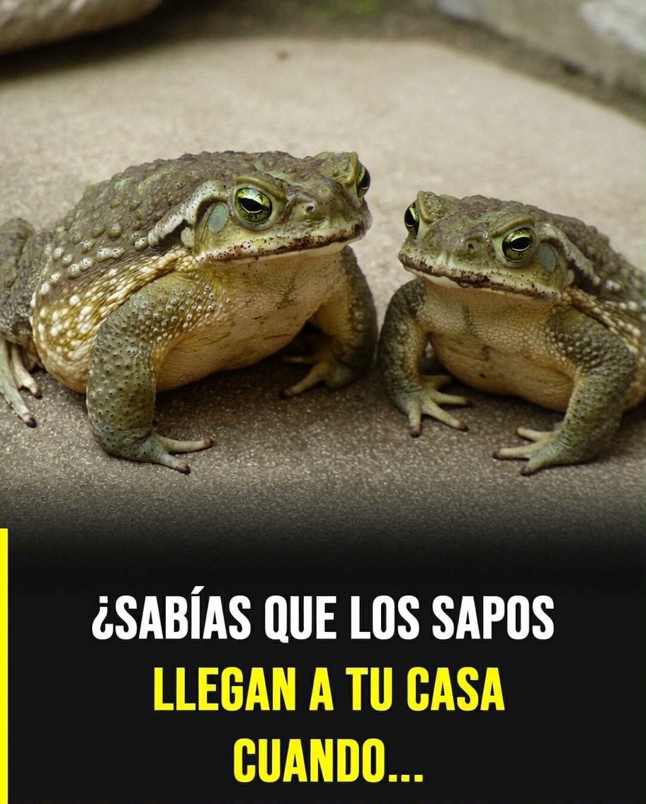 Por qué aparece un sapo en tu casa y qué puede estar indicando su presencia