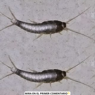 Si ves uno de estos en tu hogar no lo toques, mejor corre por tu vida