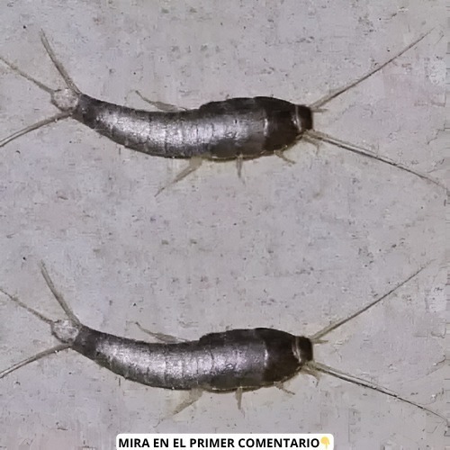 Si ves uno de estos en tu hogar no lo toques, mejor corre por tu vida