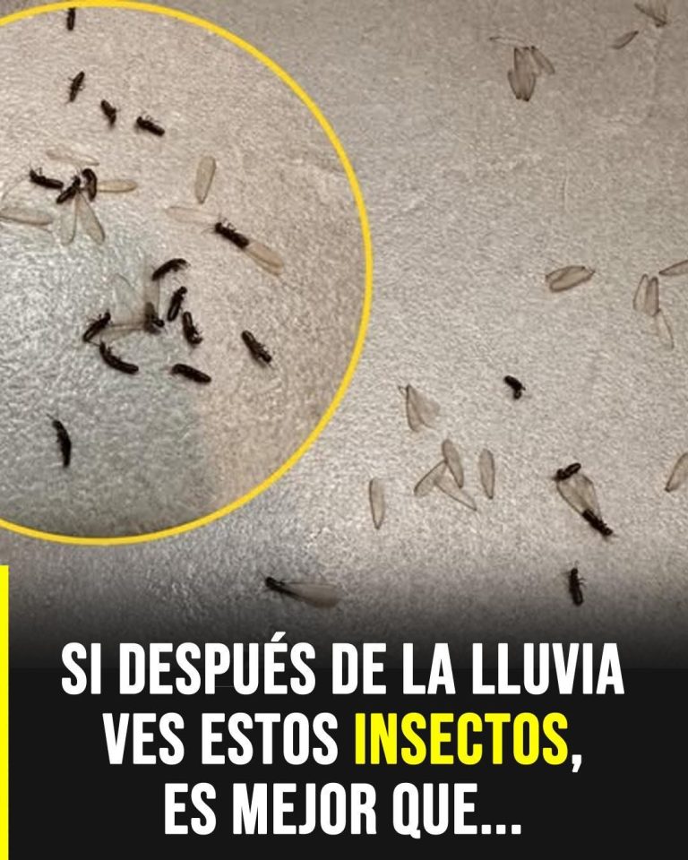 El insecto que aparece después de la lluvia y que podría estar alertando sobre humedad en tu casa