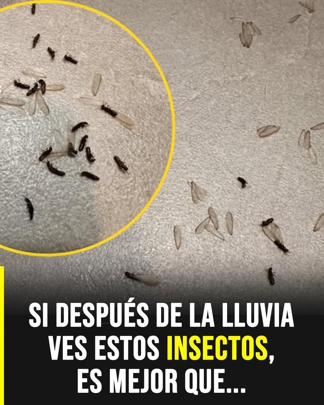 El insecto que aparece después de la lluvia y que podría estar alertando sobre humedad en tu casa
