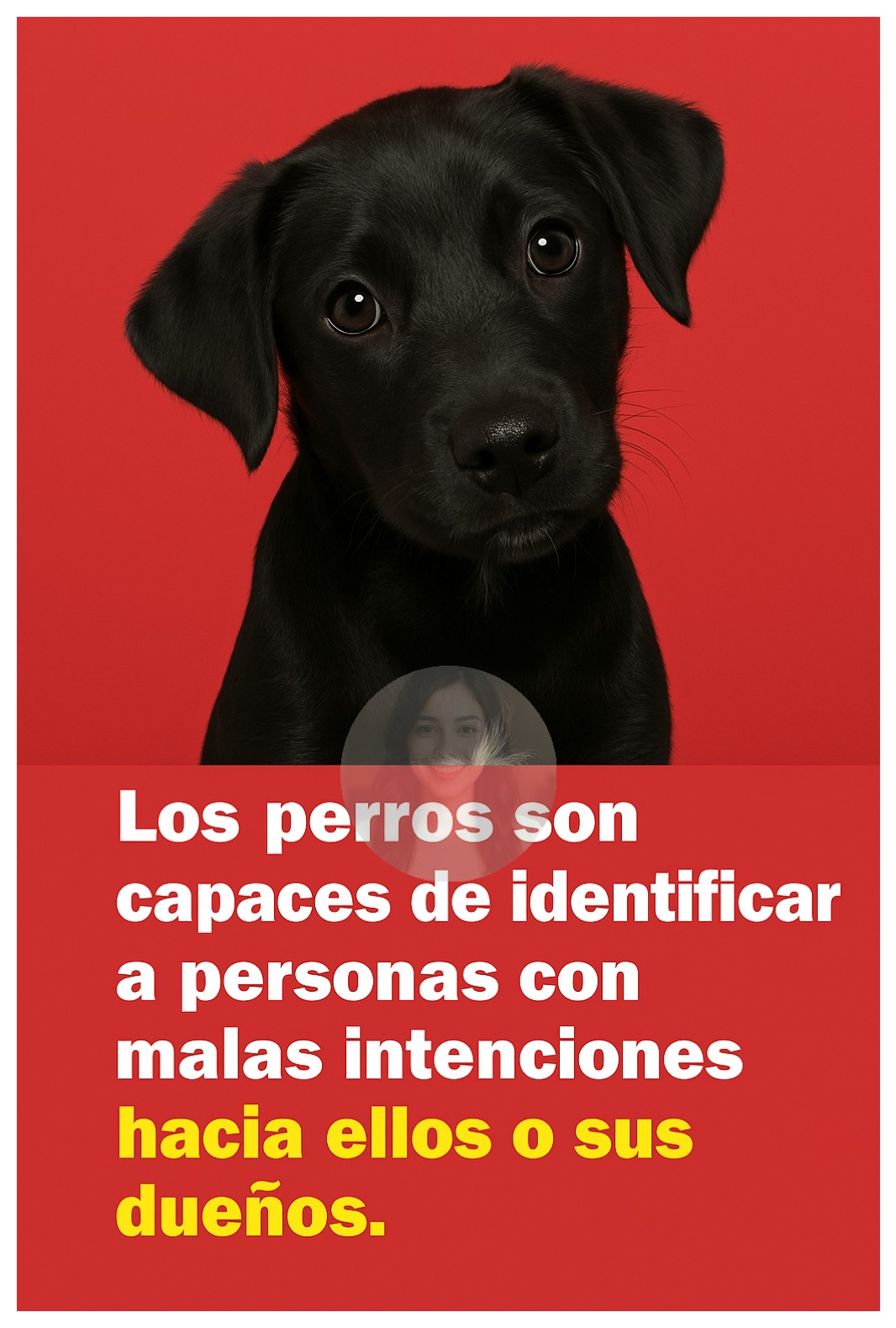 🐶🔍 ¿Pueden los Perros Detectar a una Persona con Malas Intenciones? ¡La Ciencia Dice Que Sí! 😱💥