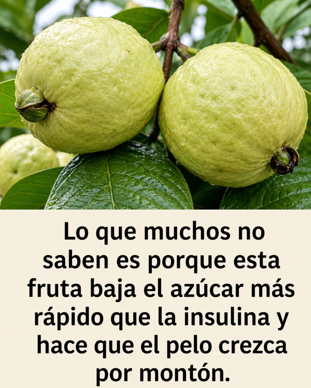 La guayaba es la fruta mas maravillosa del mundo