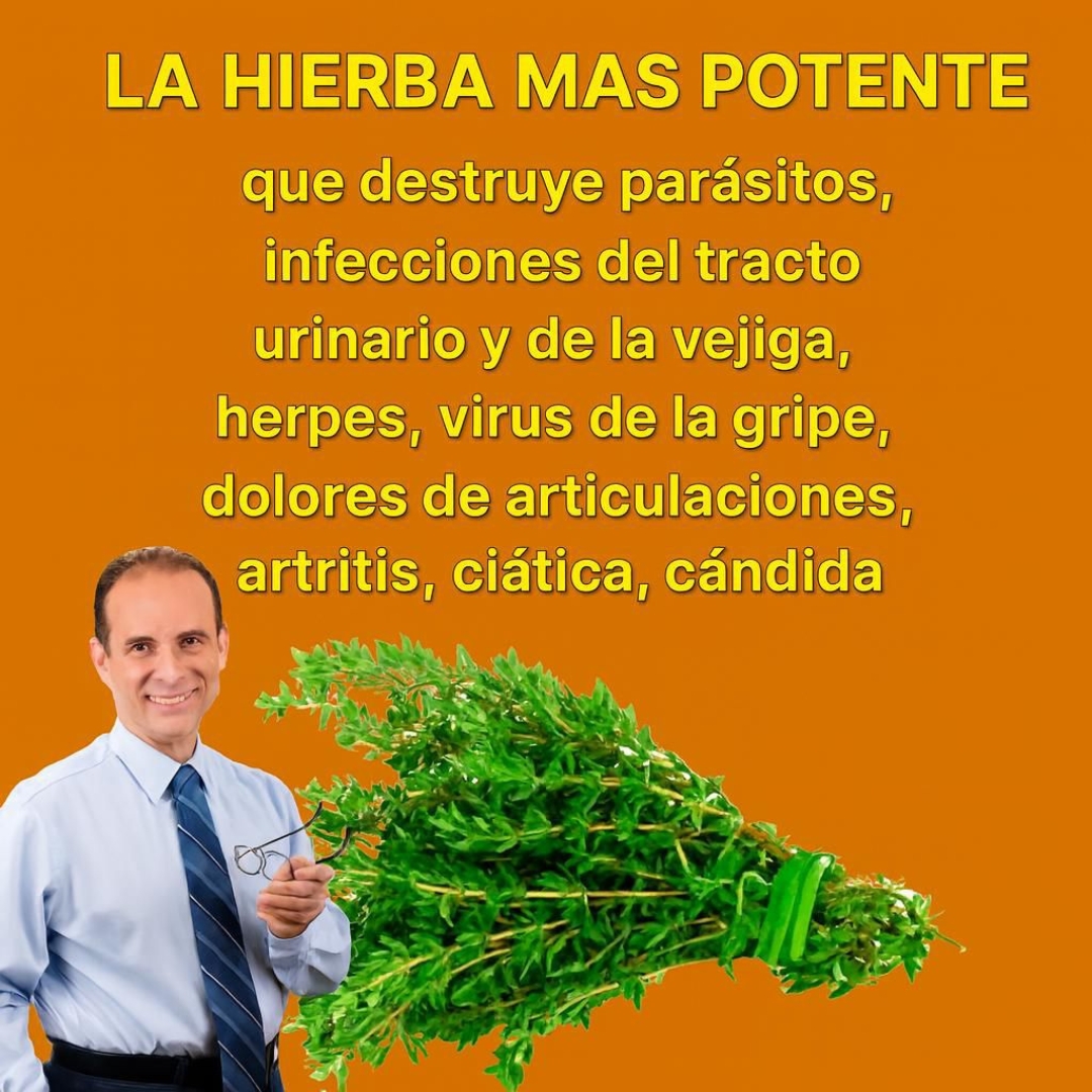 La hierba más potente que acaba con los parásitos , infecciones urinarias y herpes