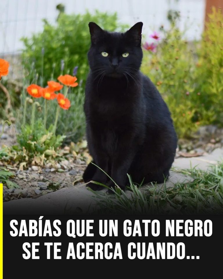 El misterio del gato negro: ¿Qué significa realmente que se te acerque uno?