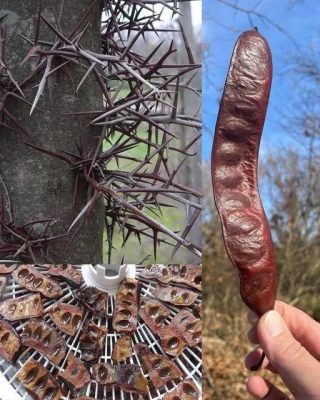 El Poder Oculto del Algarrobo: El Superalimento que la Naturaleza Escondió Durante Siglos
