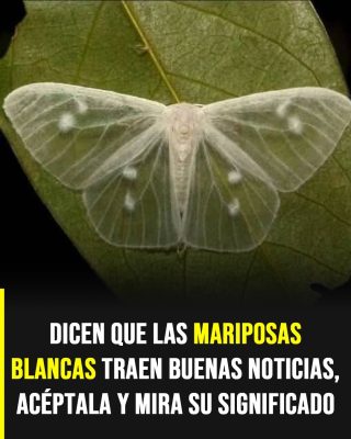 ¿Qué significa que una mariposa blanca te visite? El simbolismo y las creencias detrás de este curioso encuentro