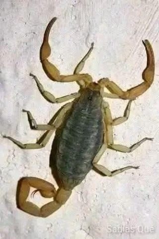 Que significa que un alacran llegue a tu hogar